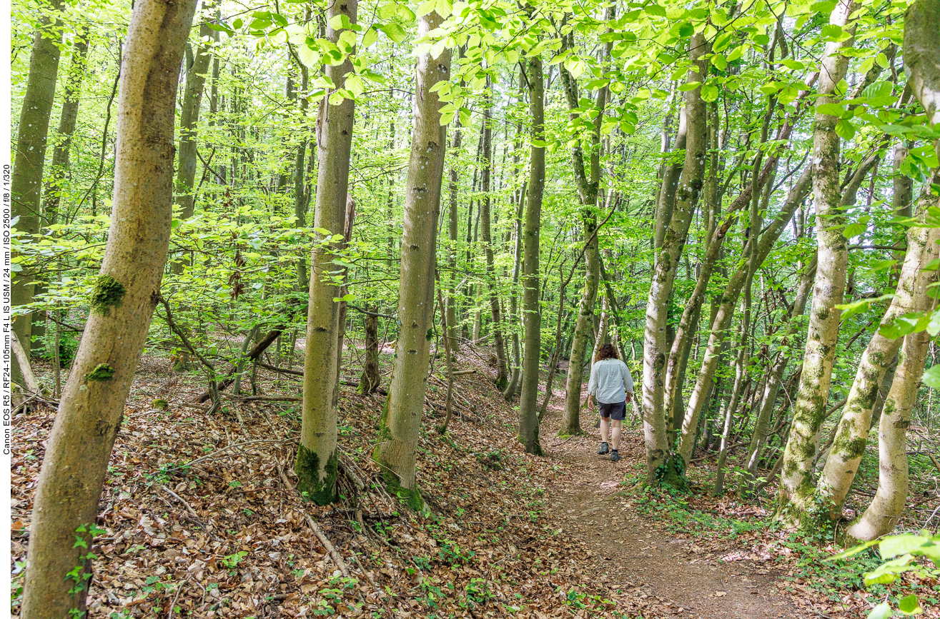 ... bis der Weg durch den Wald enger wird