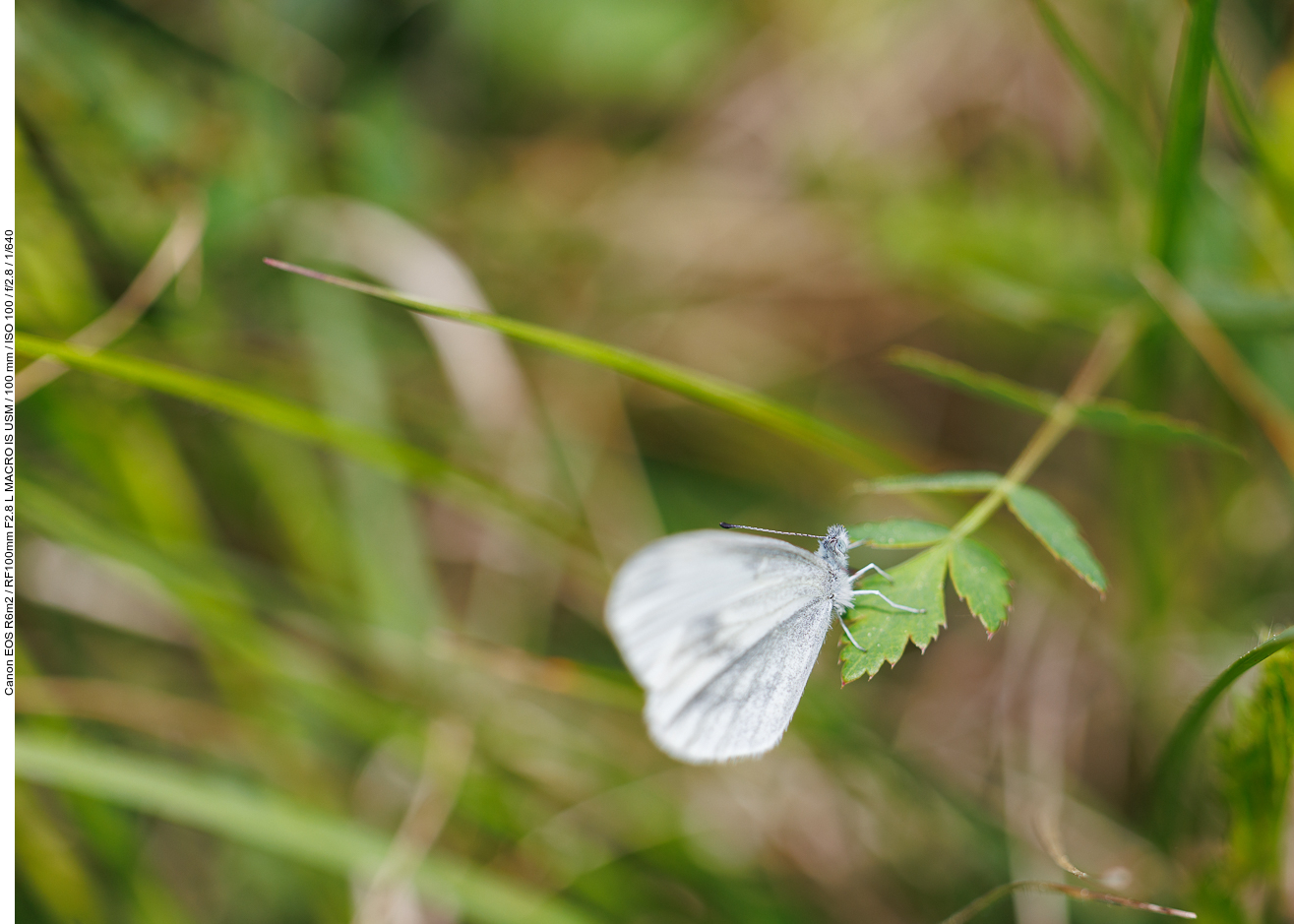 Schmalflügel-Weißling [Leucophasia sinapis], leider nicht ganz scharf