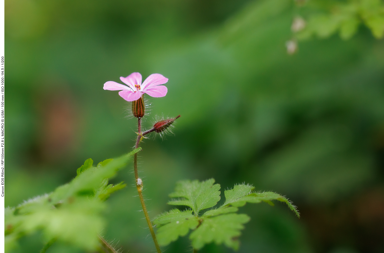 Stinkender Storchenschnabel [Geranium robertianum]