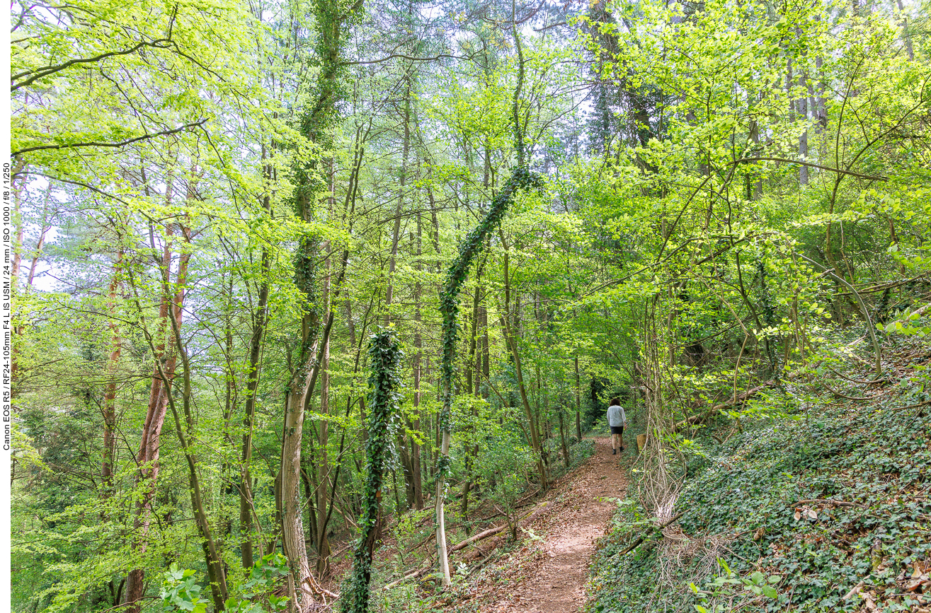 Weiter durch den schattigen Wald