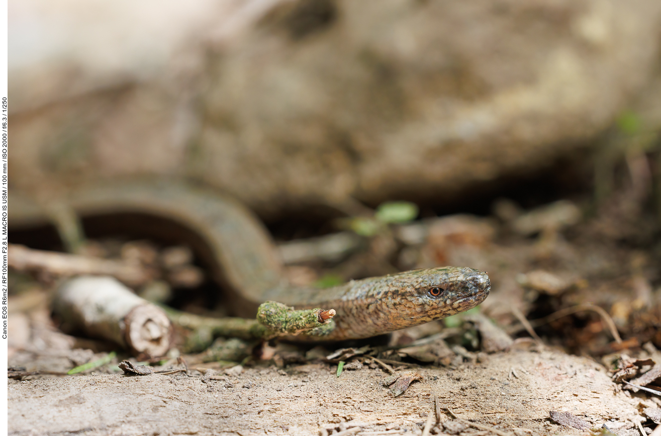 Westliche Blindschleiche [Anguis fragilis]