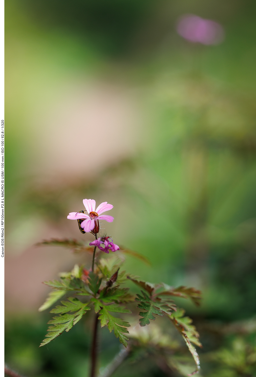 Stinkender Storchenschnabel [Geranium robertianum] mit Insektenbesuch ...