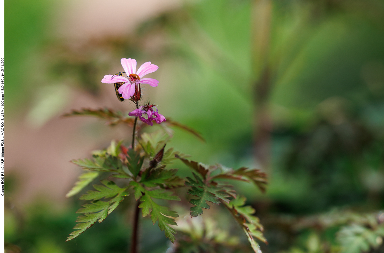 ... hier etwas größer dargestellt