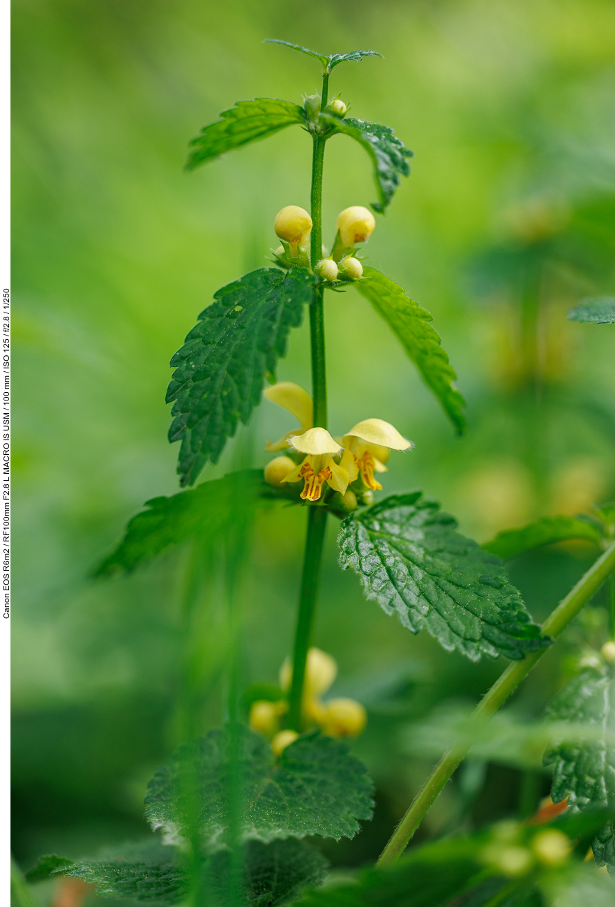 Echte Goldnessel [Lamium galeobdolon] ...