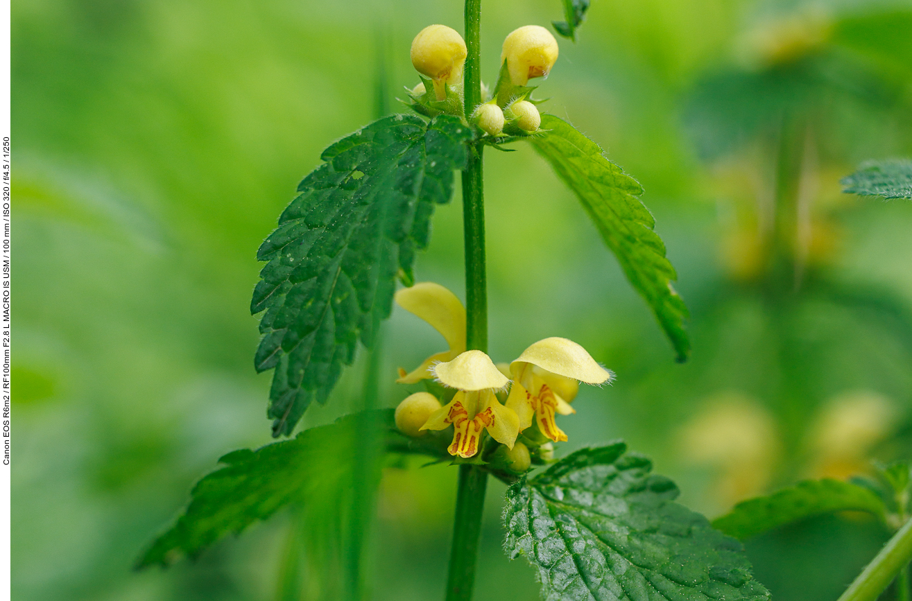 ... hier etwas größer dargestellt