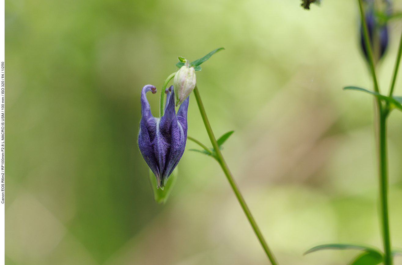 Gemeine Akelei [Aquilegia vulgaris]