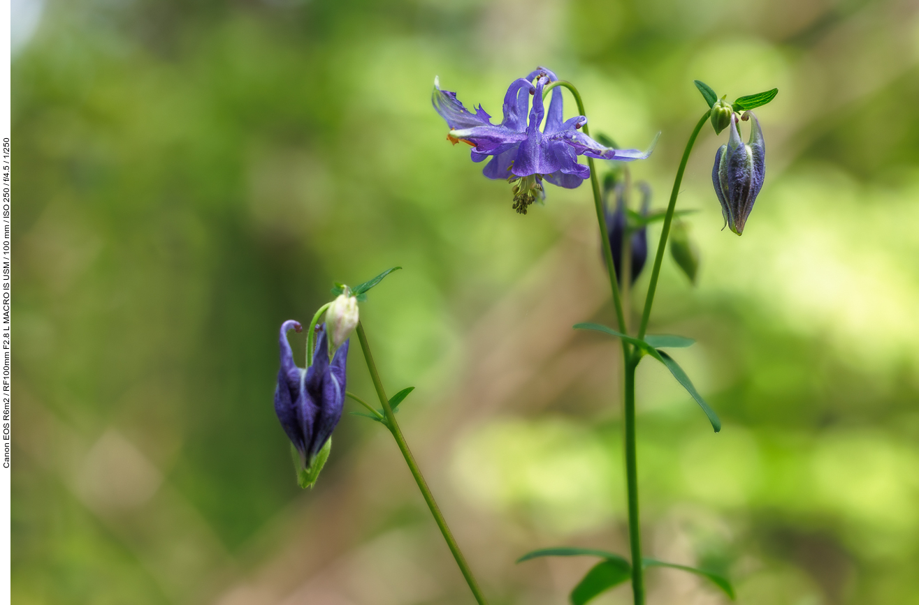 Gemeine Akelei [Aquilegia vulgaris]
