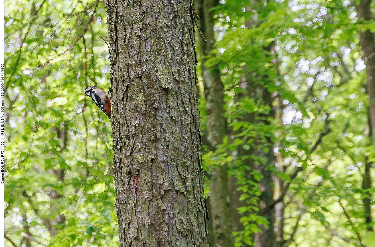 Buntspecht [Dendrocopos major], hier ein Weibchen