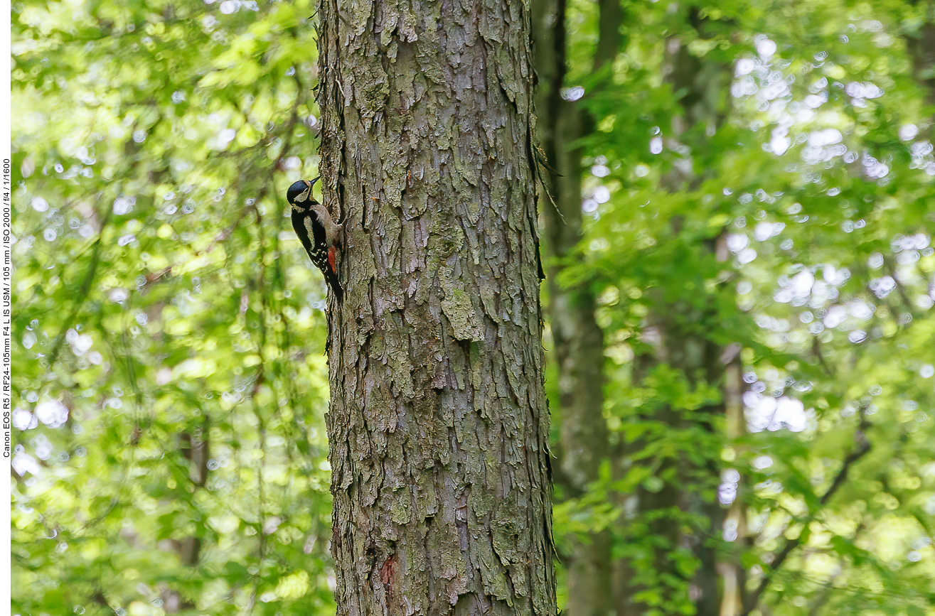 Buntspecht [Dendrocopos major], hier ein Weibchen