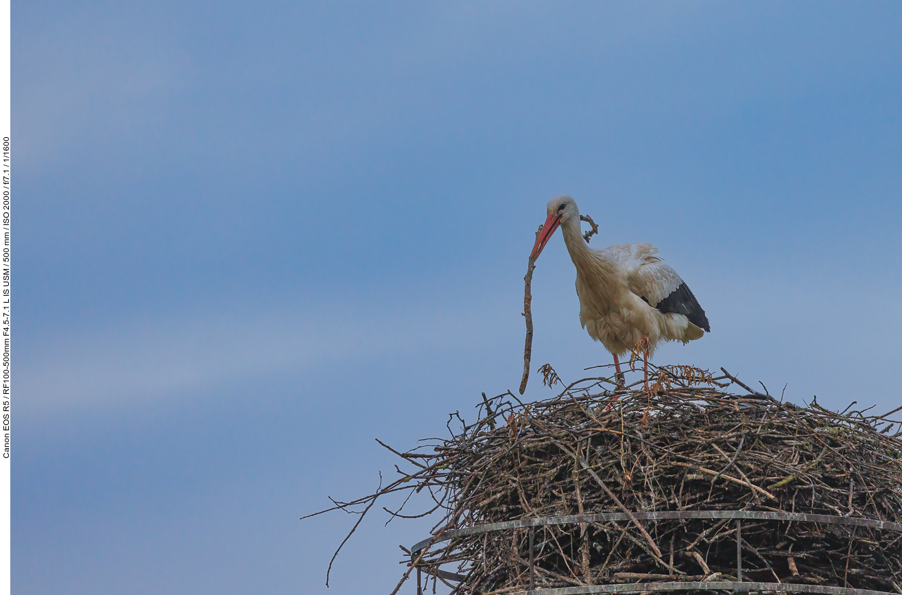 ... um das Nest auszubessern