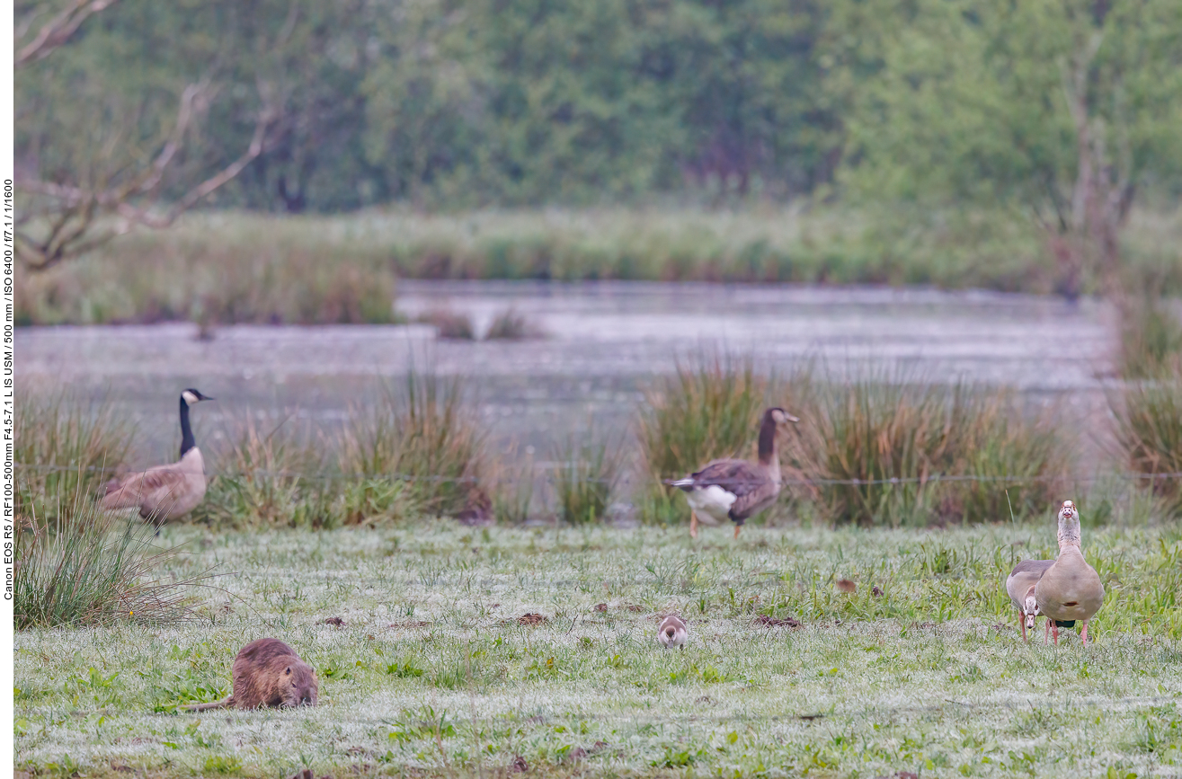 Nutria und Nilgänse mit Nachwuchs ...