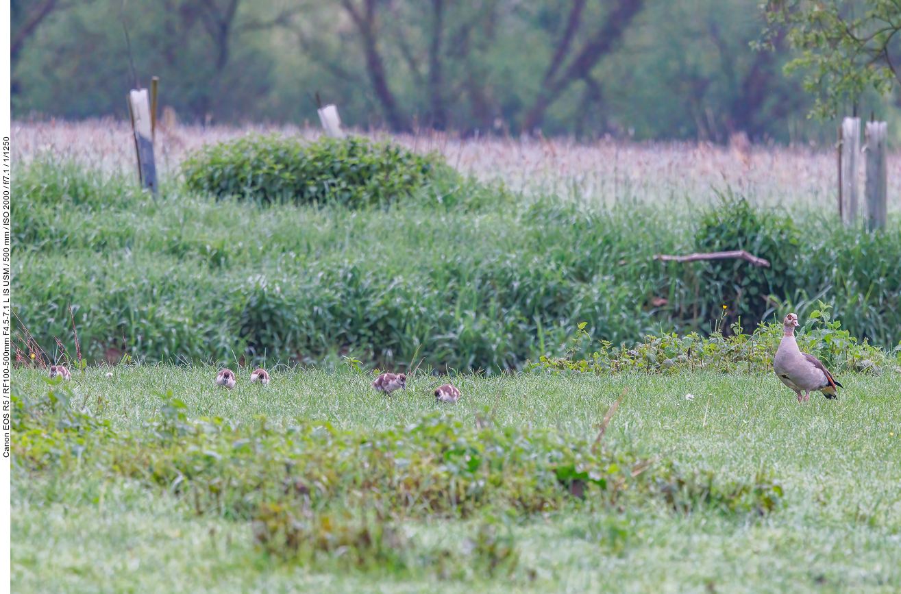 Nilgans mit Nachwuchs ...