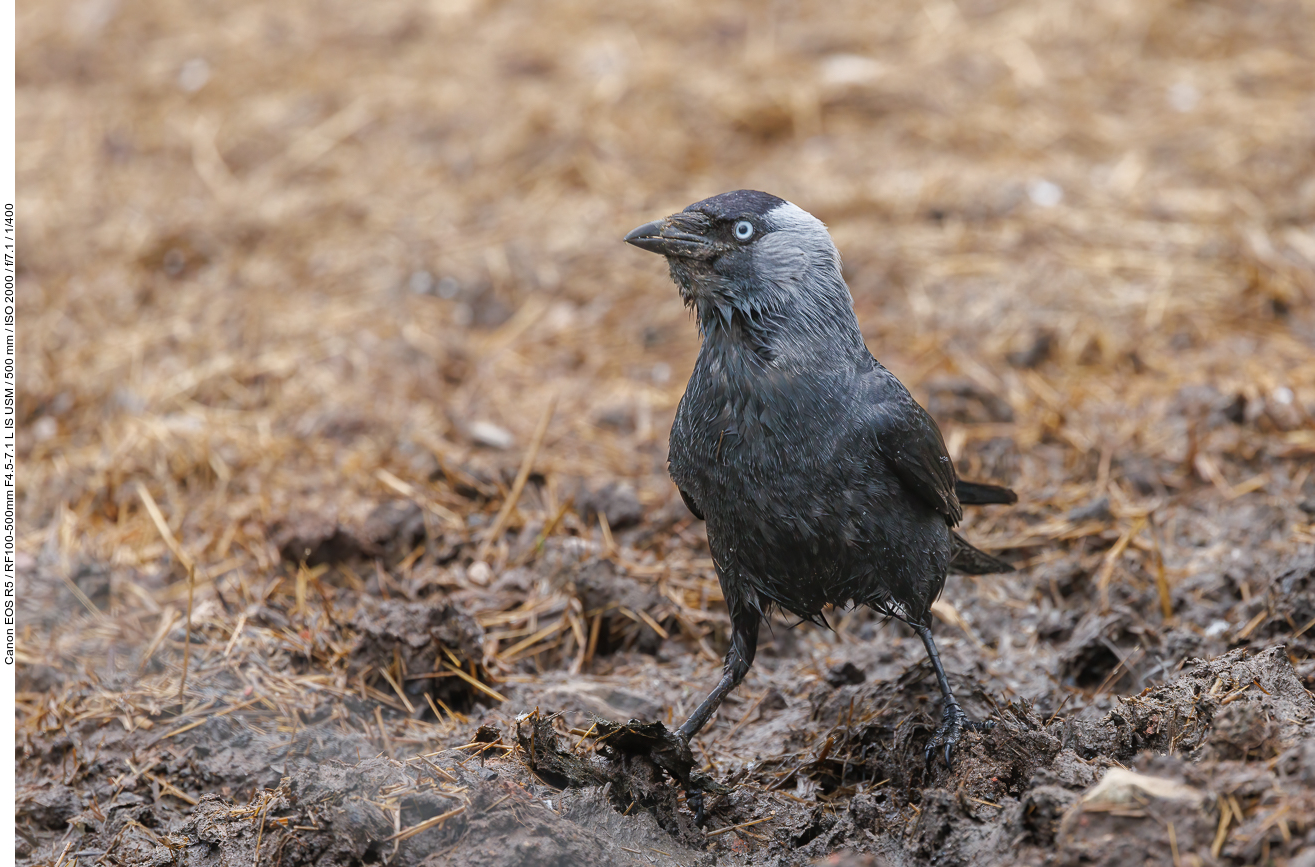 Dohle bei der Futtersuche