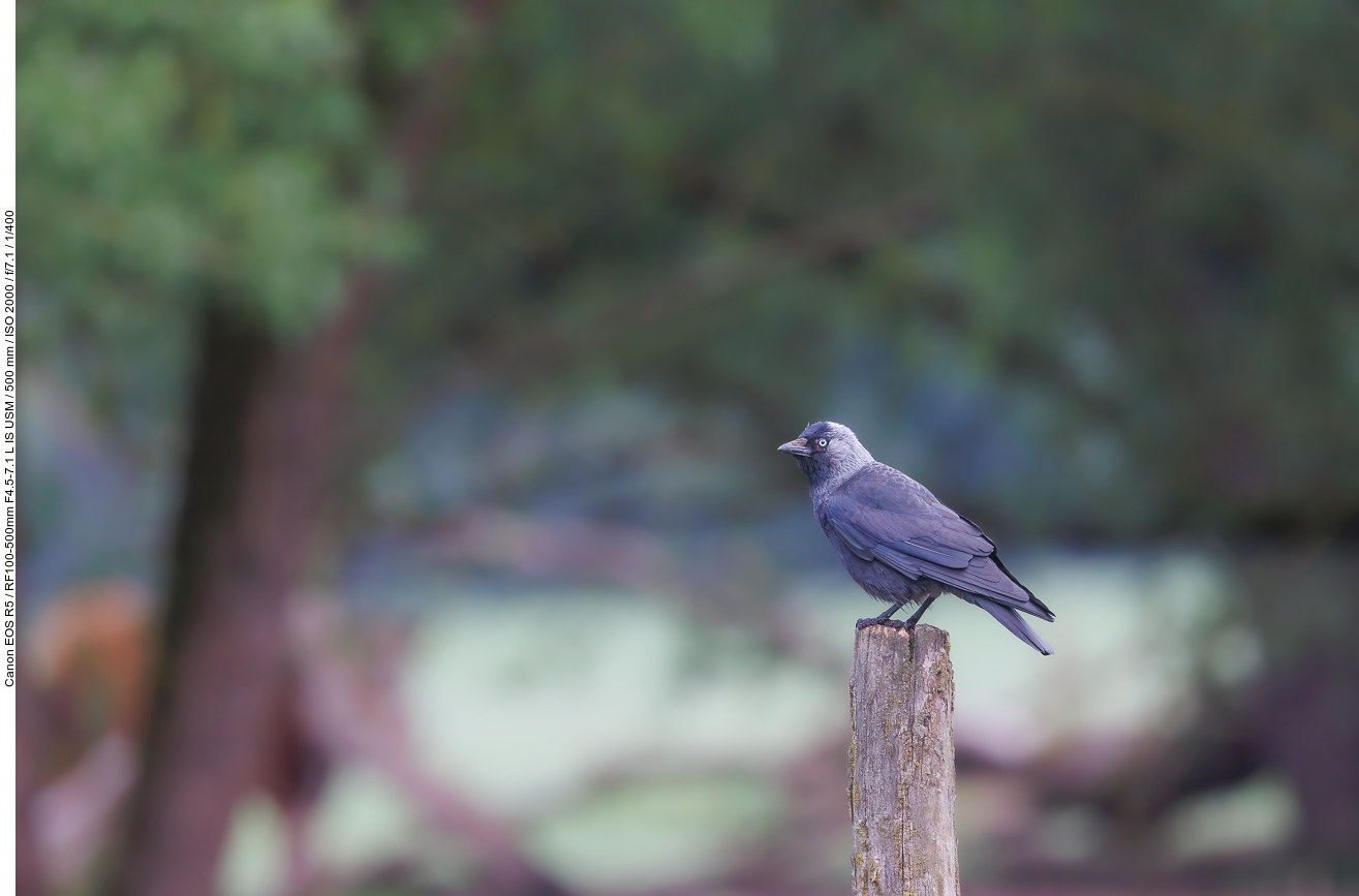 Dohle [Corvus monedula] auf einbem Zaunpfahl