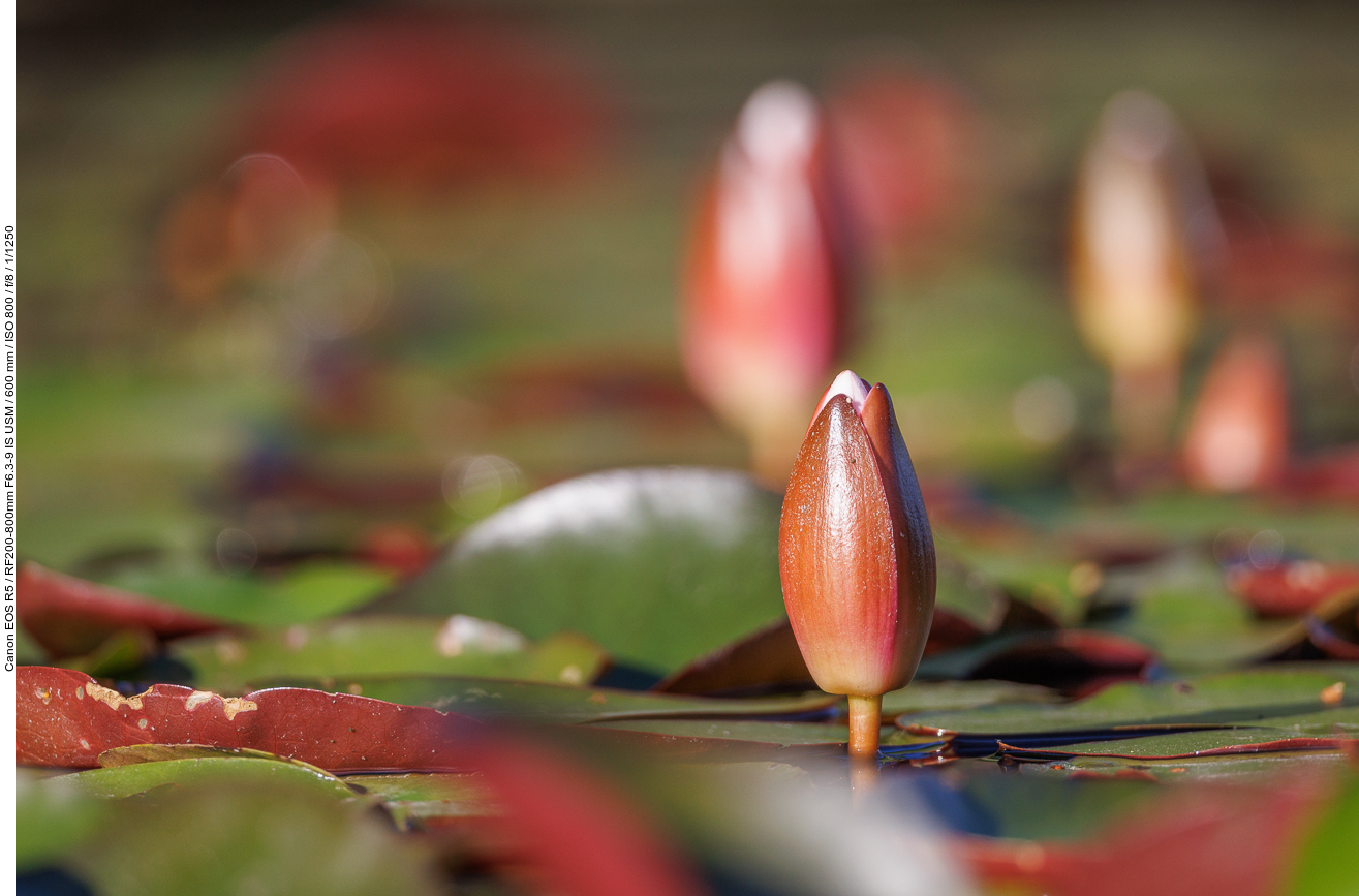 Weiße Seerose [Nymphaea alba]