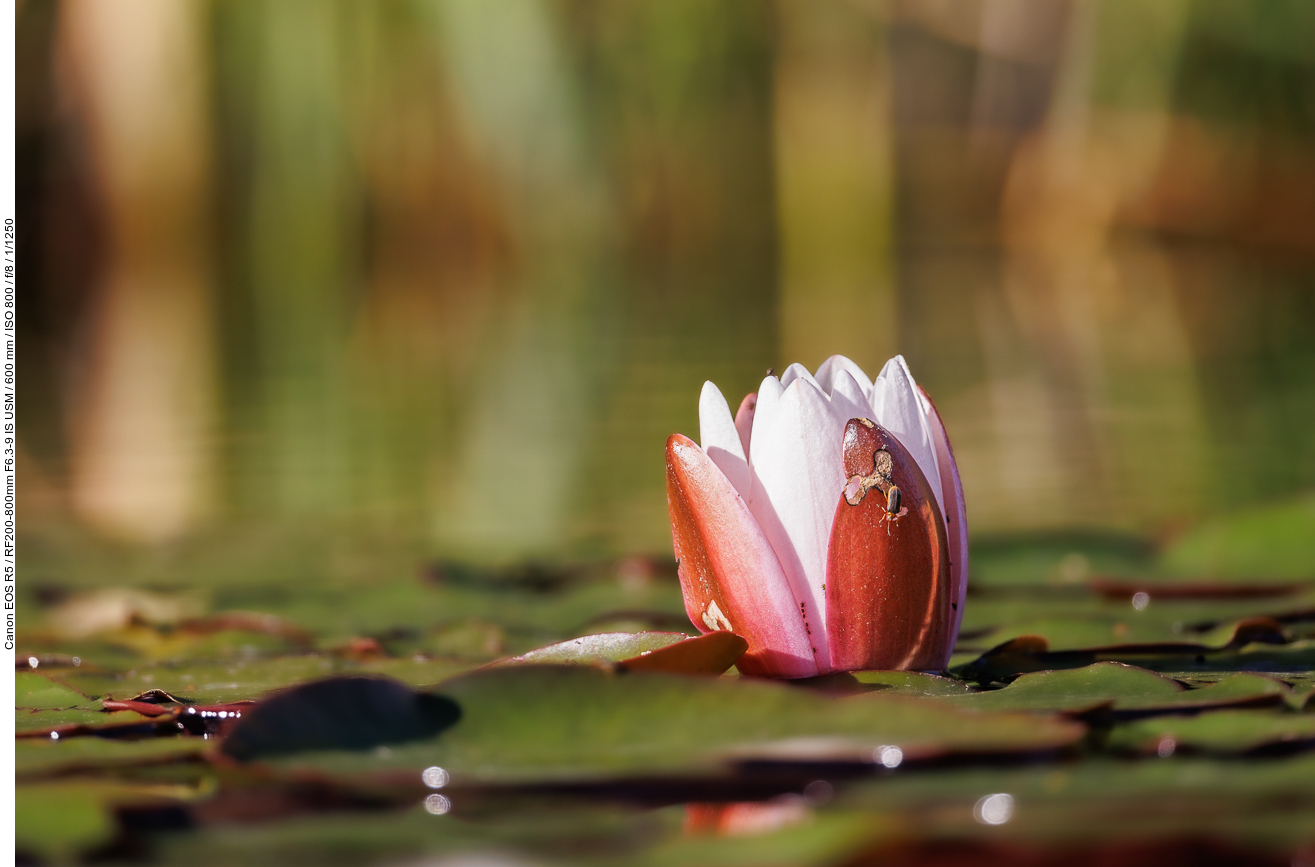 Weiße Seerose [Nymphaea alba]