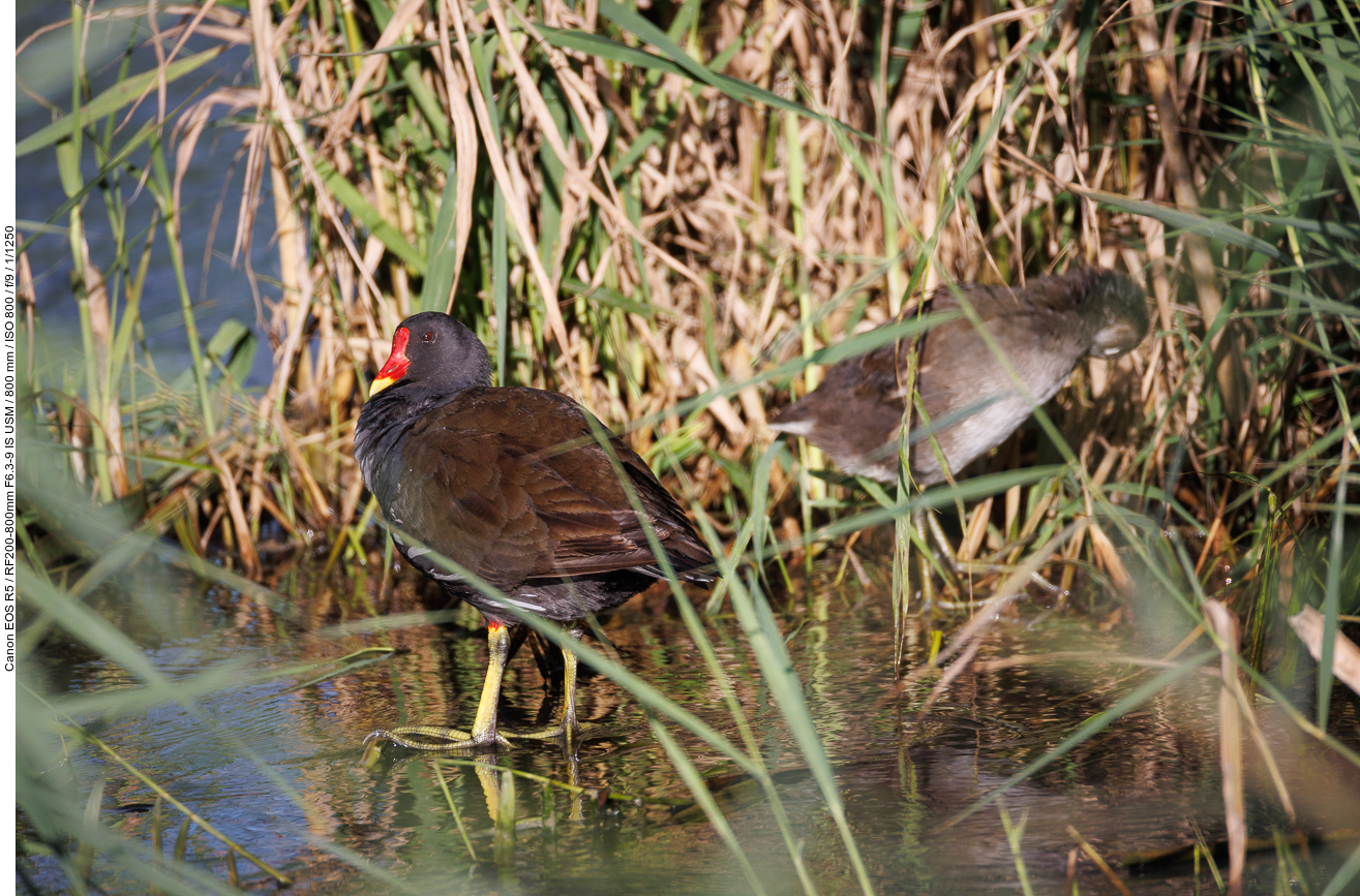 Teichhuhn/Teichralle [Gallinula chloropus] ...