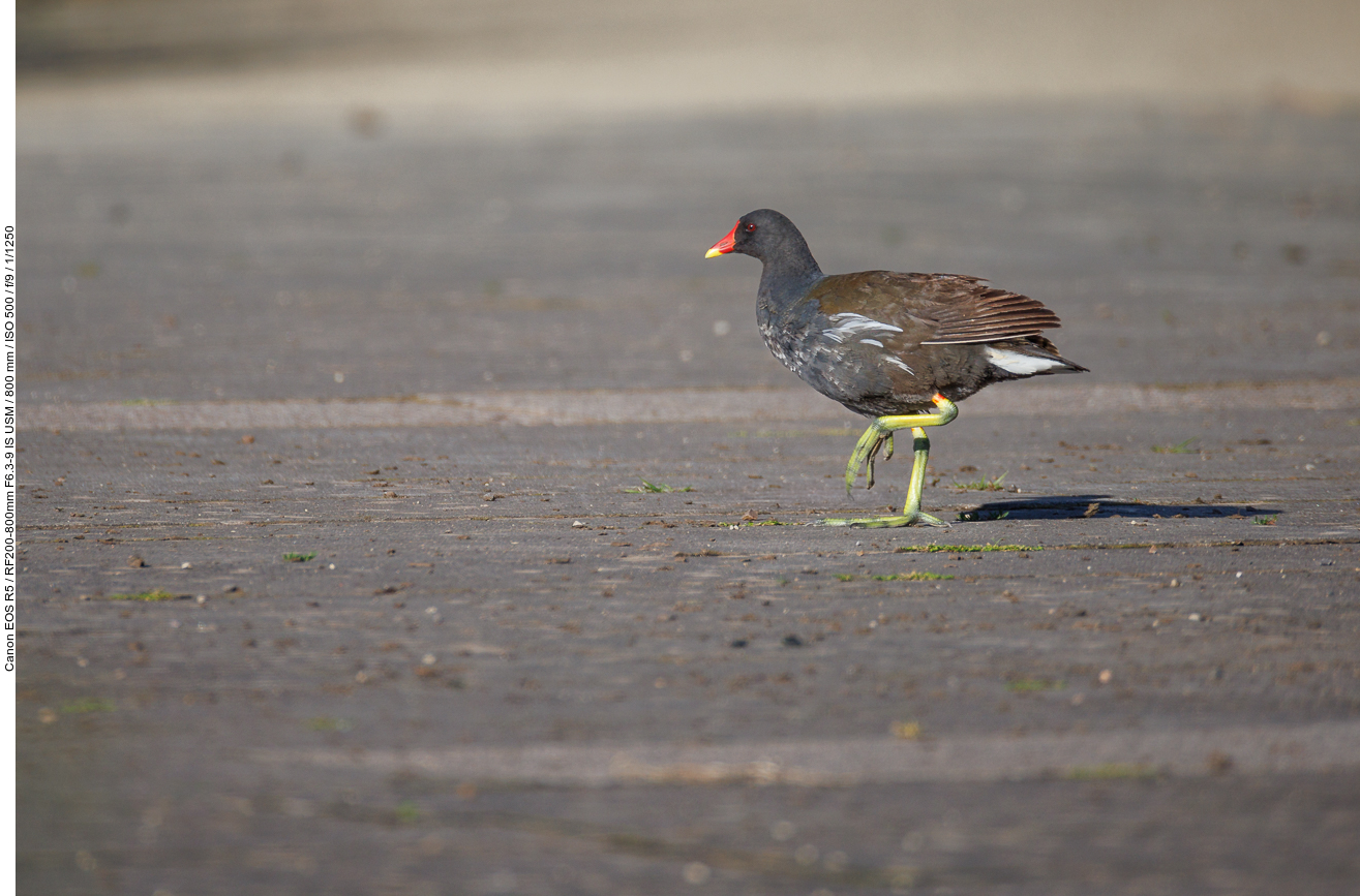 Teichhuhn/Teichralle [Gallinula chloropus]