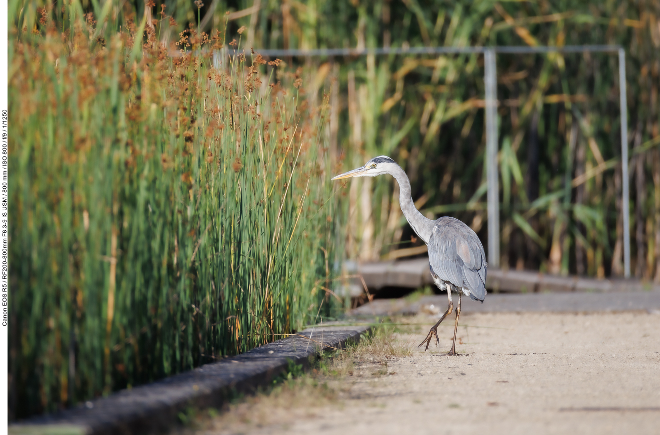 Graureiher [Ardea cinerea]