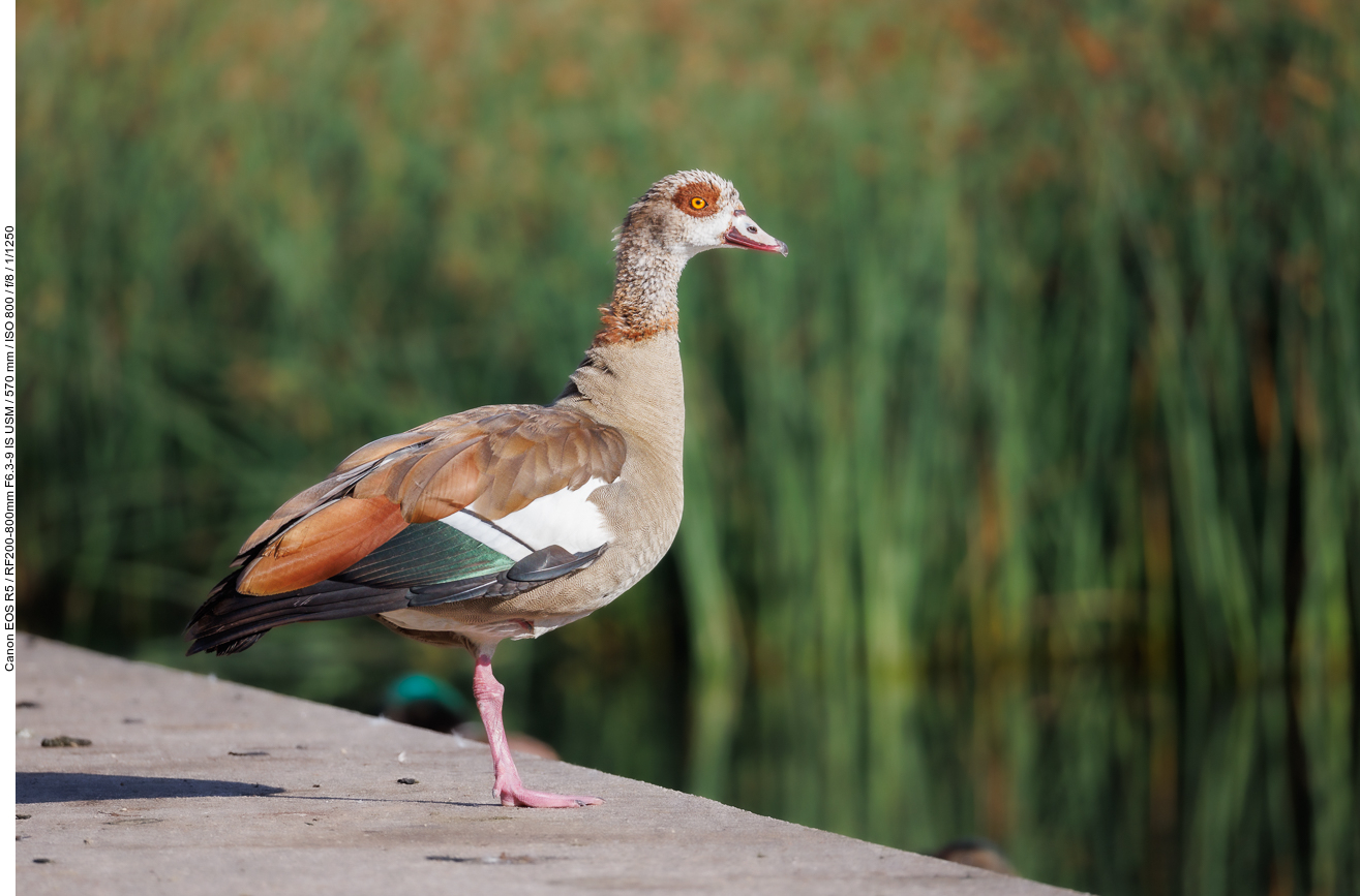 Nilgans [Alopochen aegyptiaca]