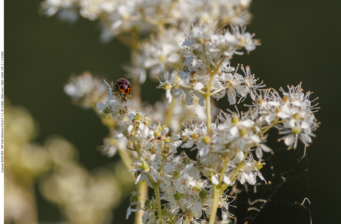 Asiatischer Marienkäfer [Harmoniaaxyridis]