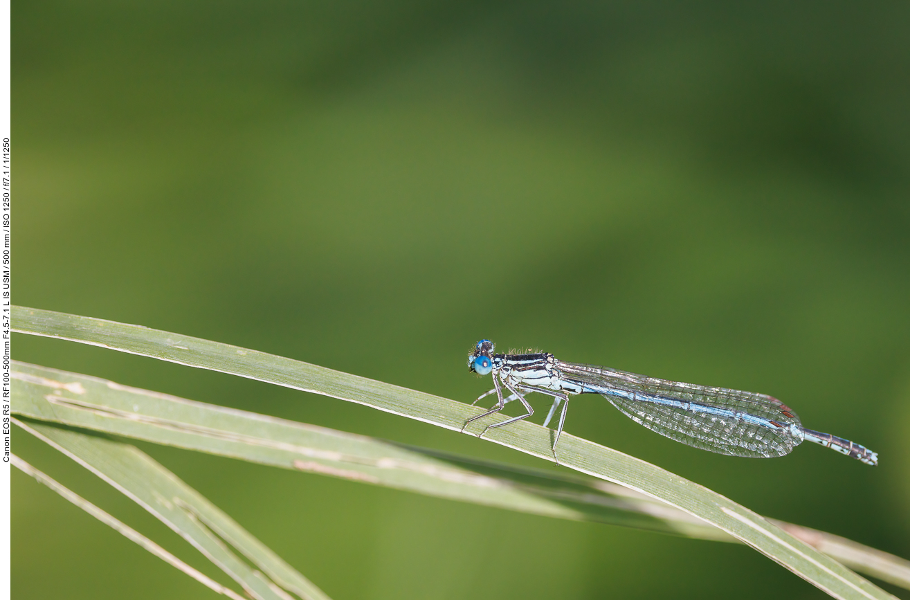 Blaue Federlibelle [Platycnemis pennipes]