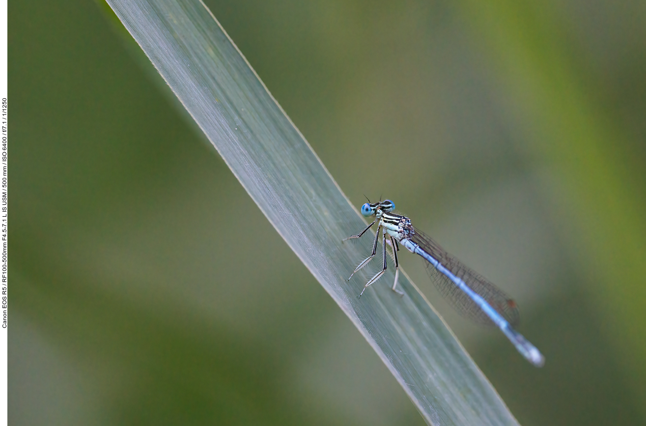 Blaue Federlibelle [Platycnemis pennipes]