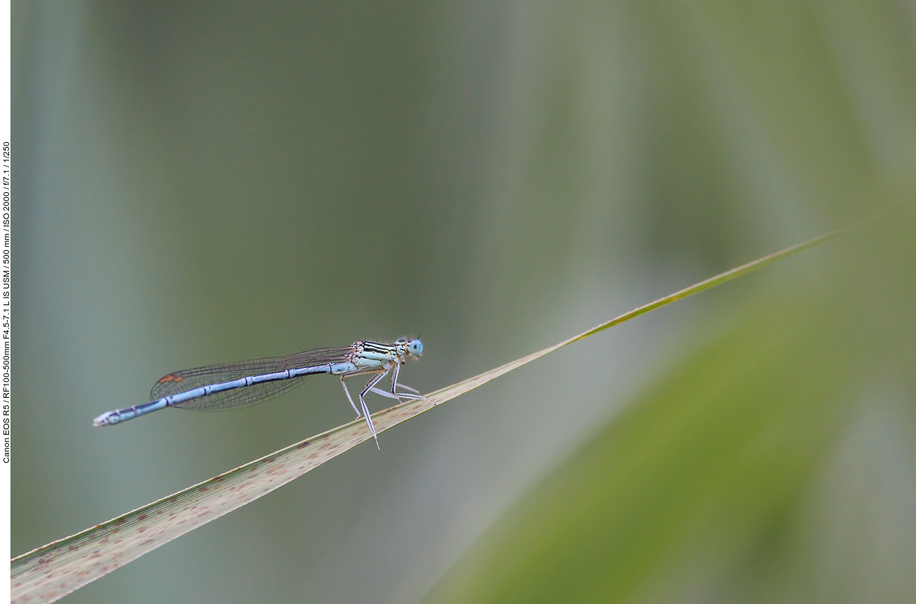 Blaue Federlibelle [Platycnemis pennipes]