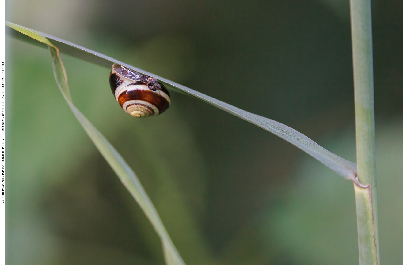 Hain-Bänderschnecke [Cepaea nemoralis]