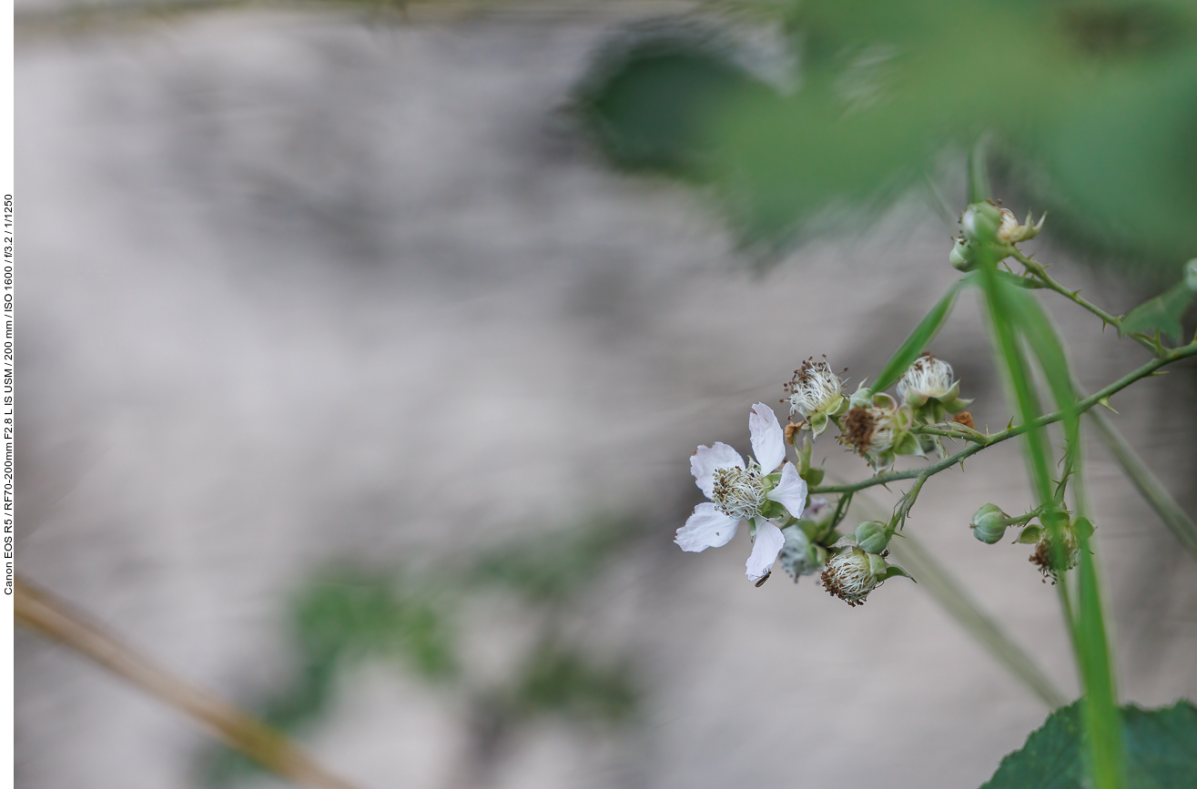 Ackerbrombeere [Rubus caesius]