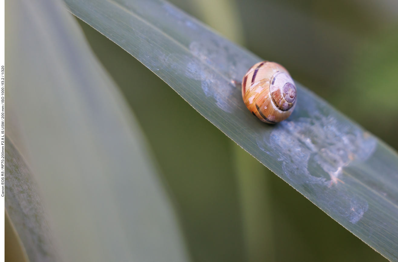 Hain-Bänderschnecke [Cepaea nemoralis]