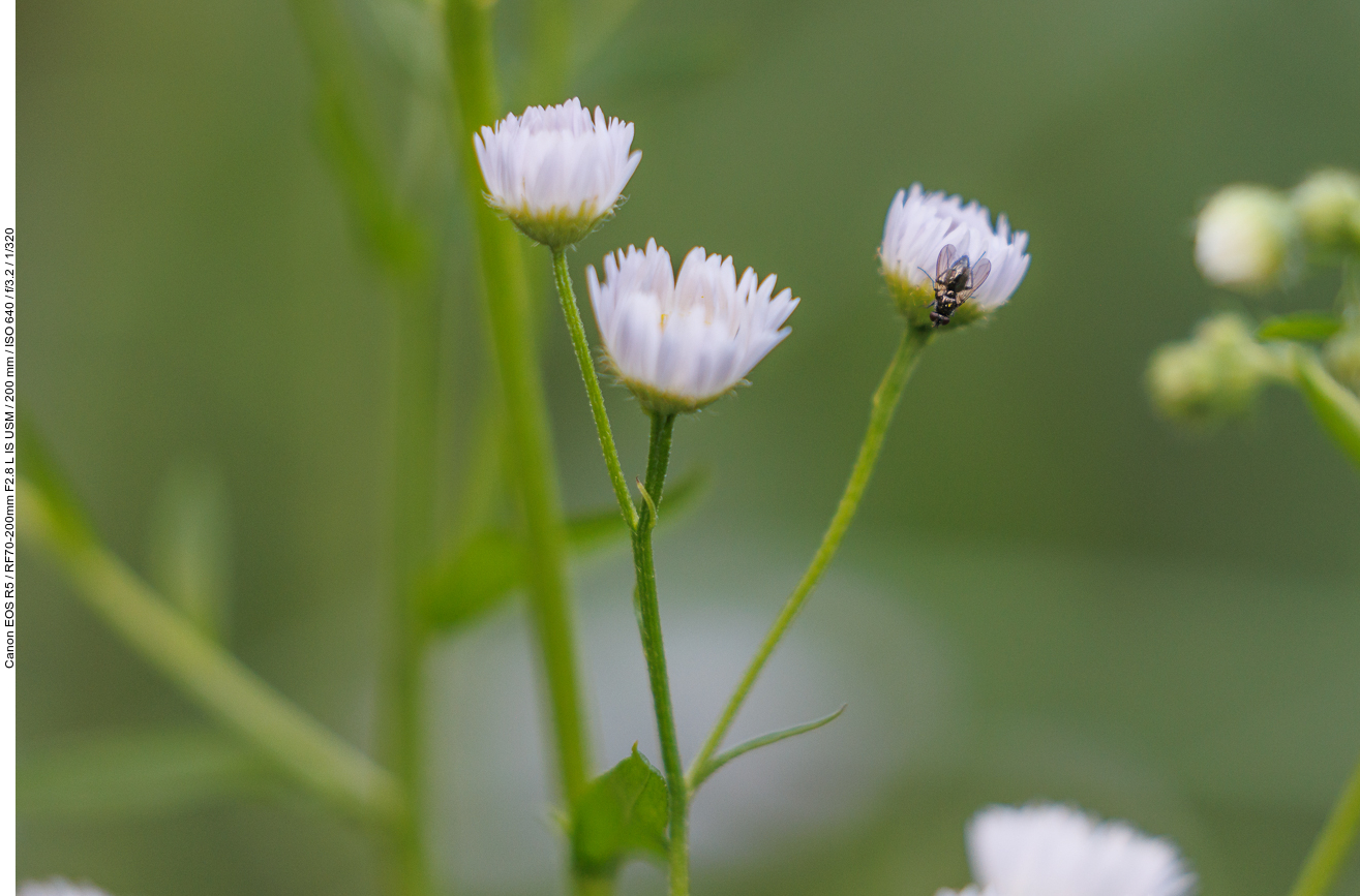 Fliege auf Striegelhaariges Berufkraut [Erigeron strigosus]