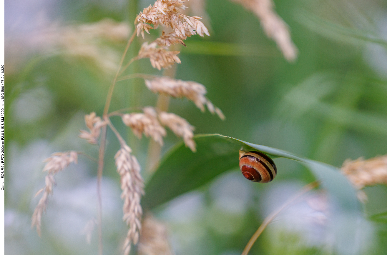 Hain-Bänderschnecke [Cepaea nemoralis]