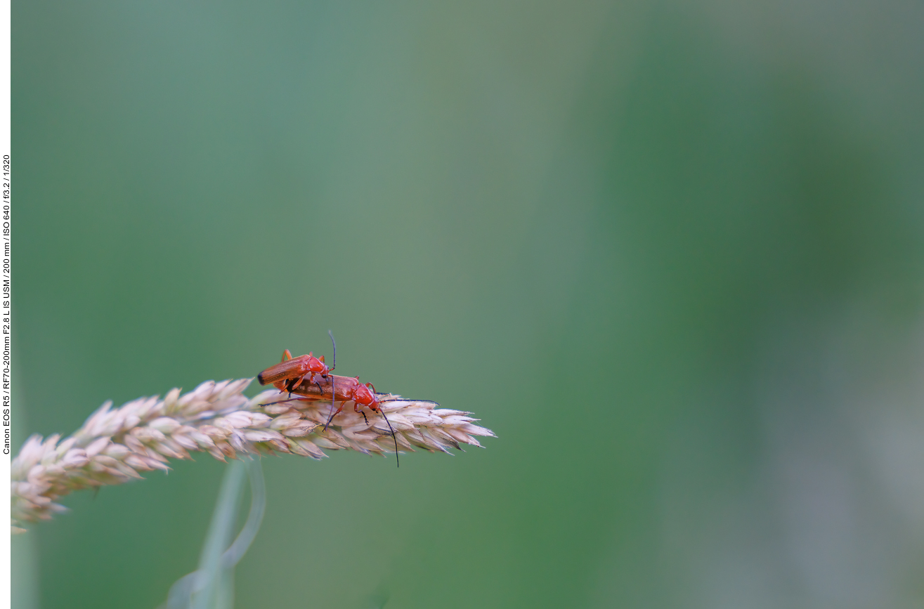 Roter Weichkäfer [Rhagonycha fulva]