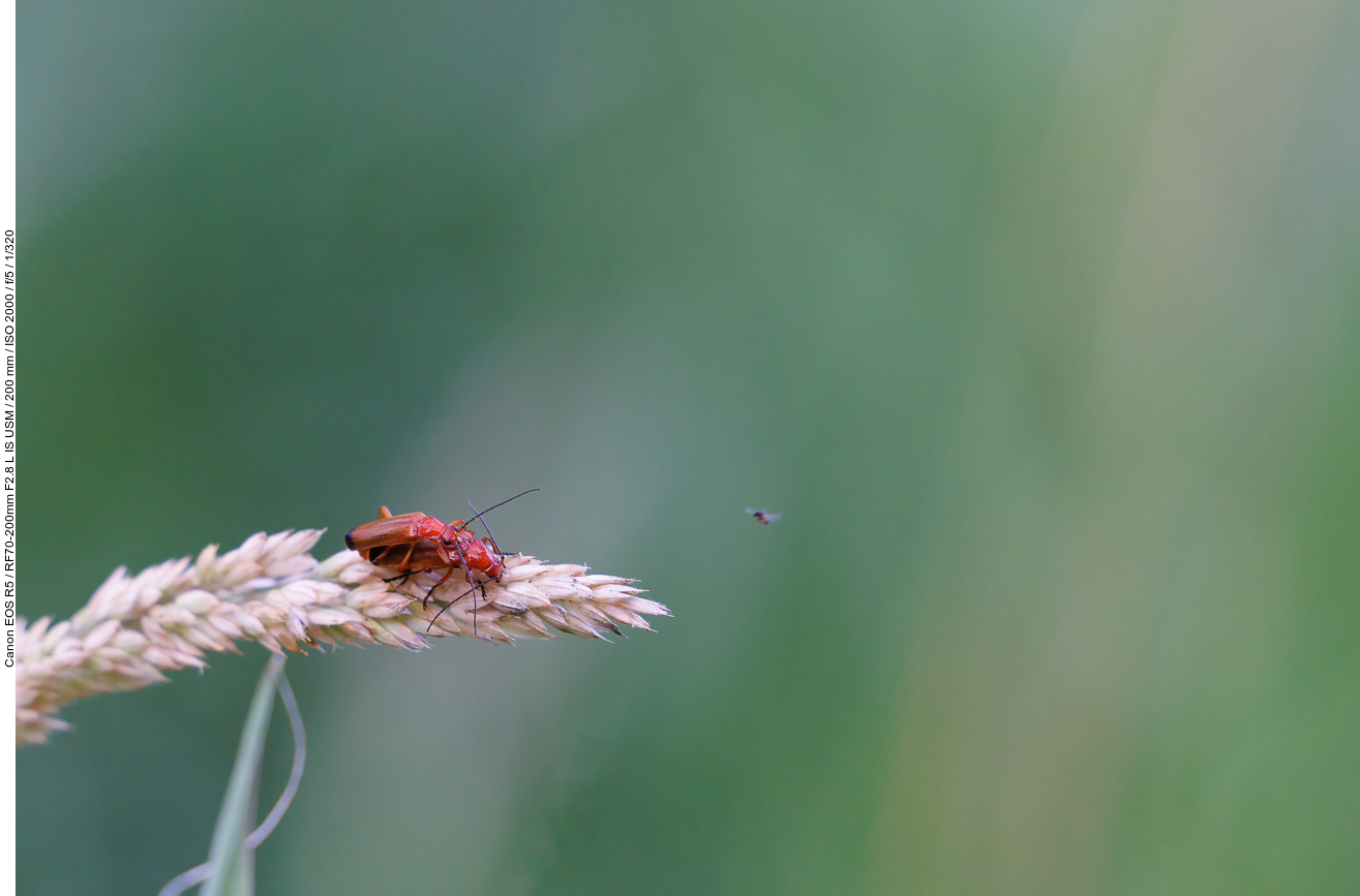 Roter Weichkäfer [Rhagonycha fulva]