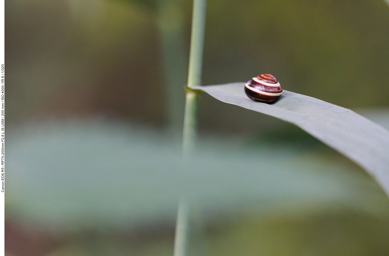 Hain-Bänderschnecke [Cepaea nemoralis]