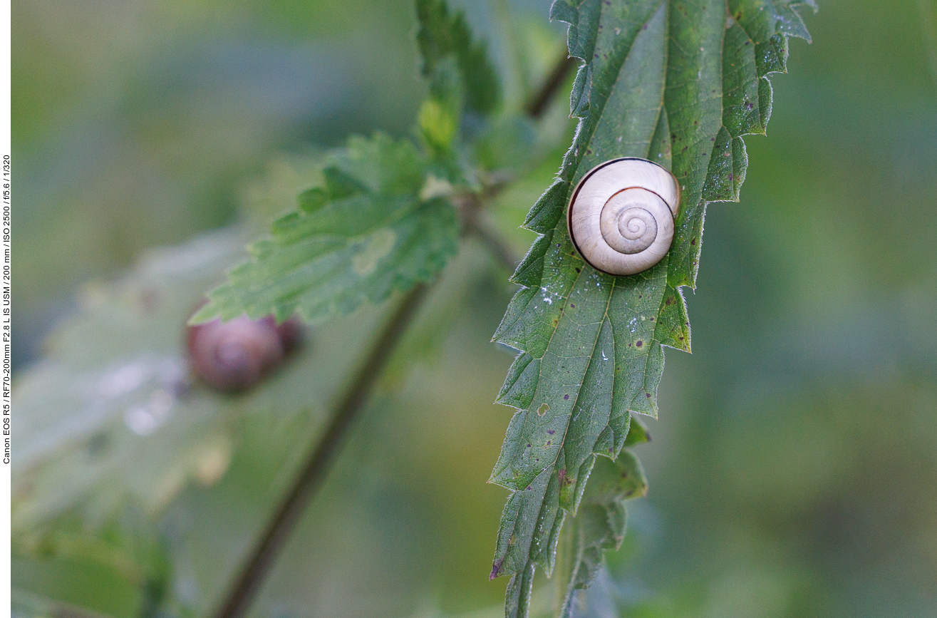 Hain-Bänderschnecke [Cepaea nemoralis]