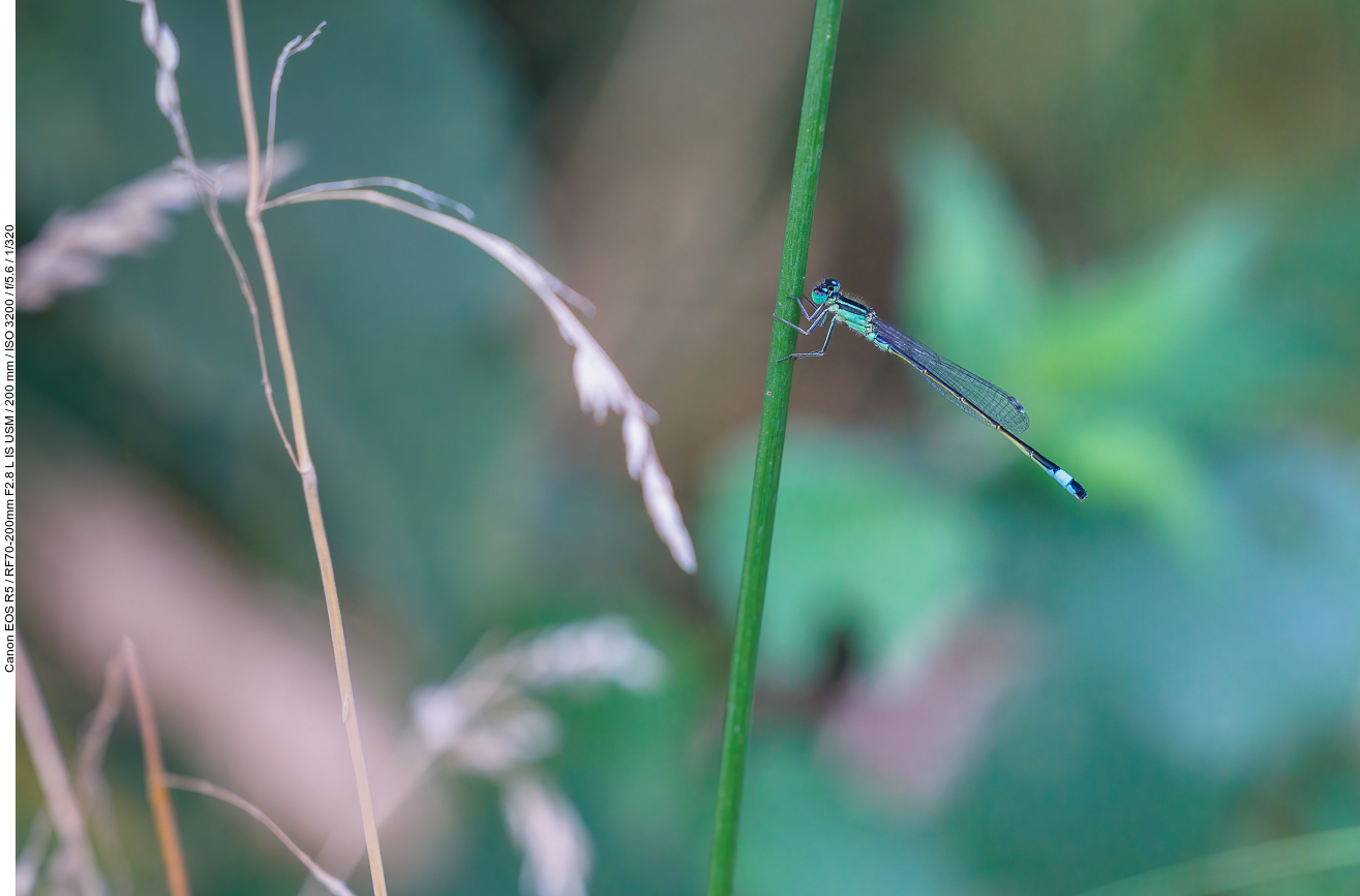 Blaue Federlibelle [Platycnemis pennipes]