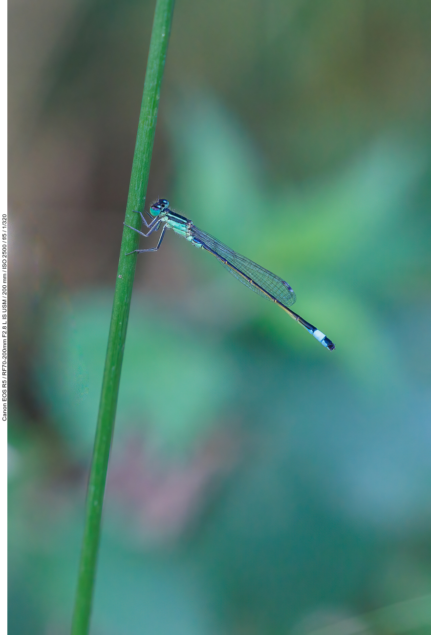 Blaue Federlibelle [Platycnemis pennipes]