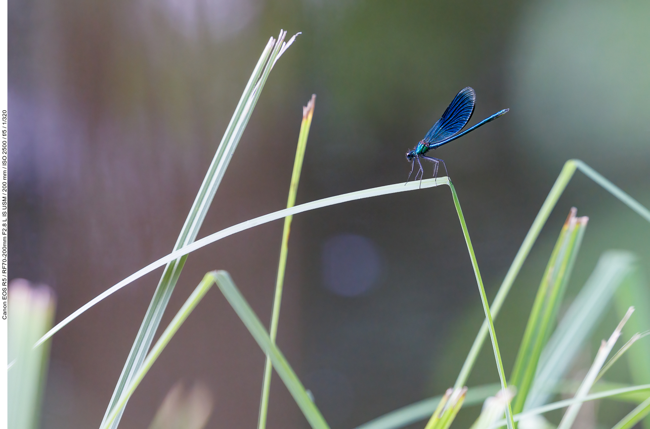 Blauflügel-Prachtlibelle [Calopteryx virgo]