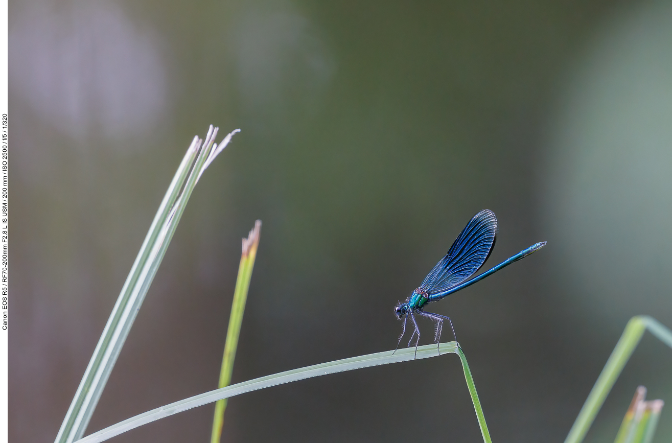 Blauflügel-Prachtlibelle [Calopteryx virgo]