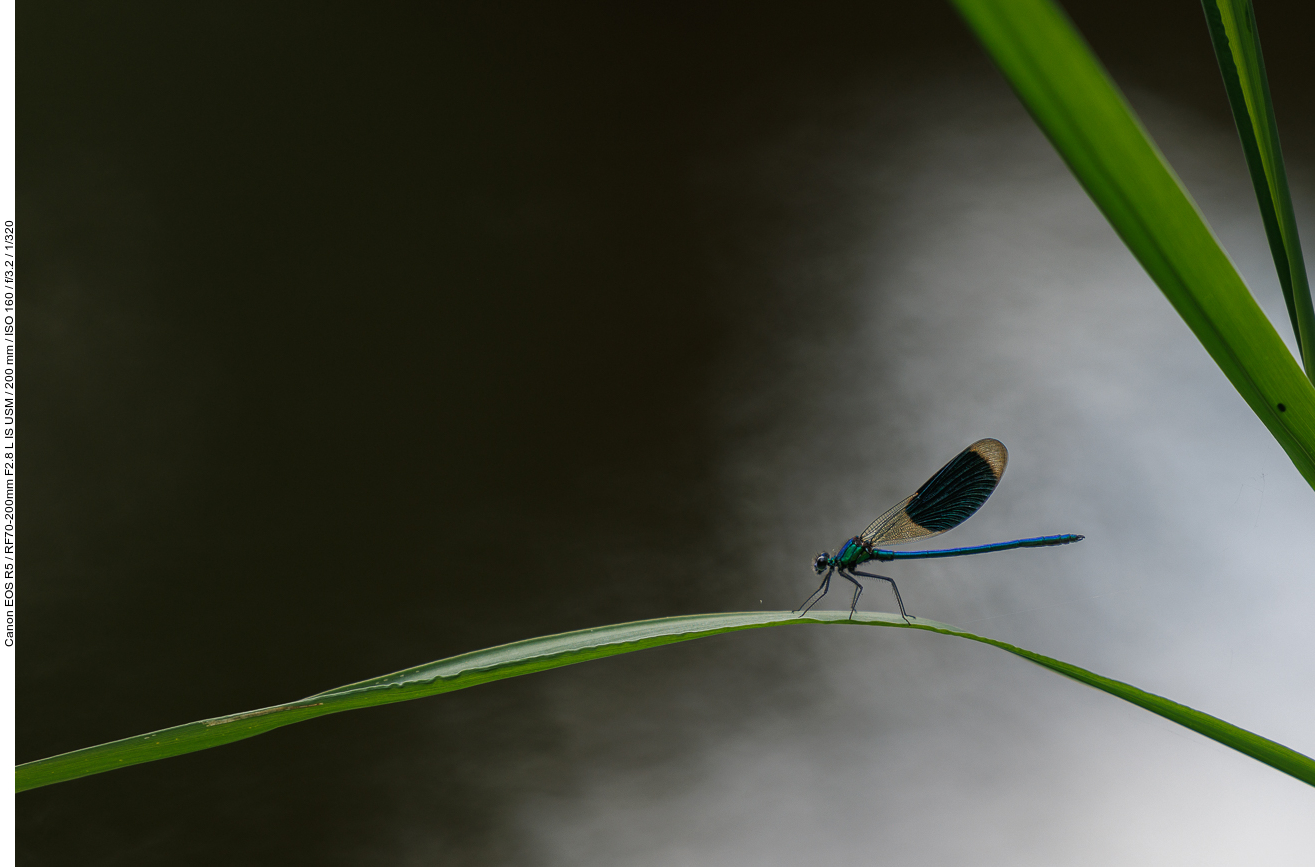 Blauflügel-Prachtlibelle [Calopteryx virgo]