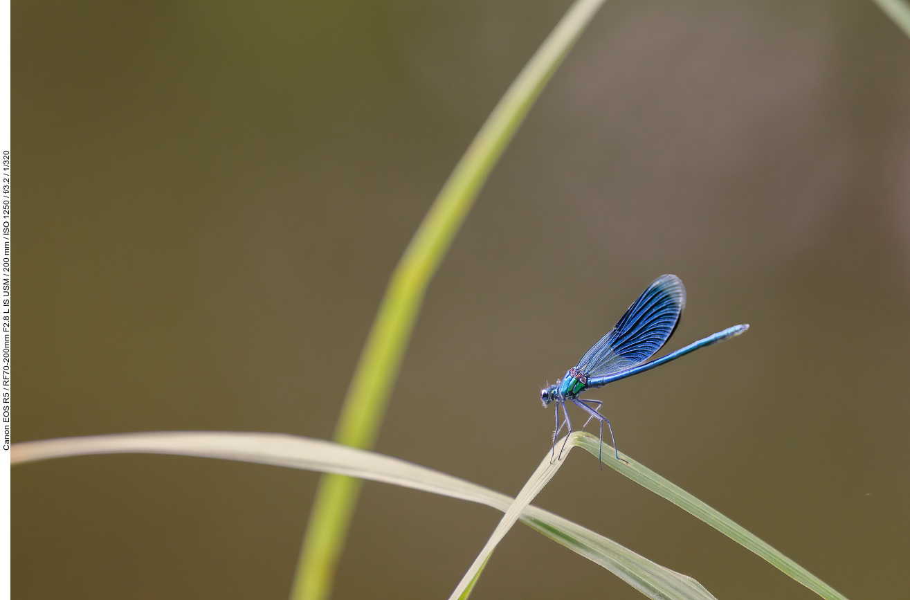 Blauflügel-Prachtlibelle [Calopteryx virgo]