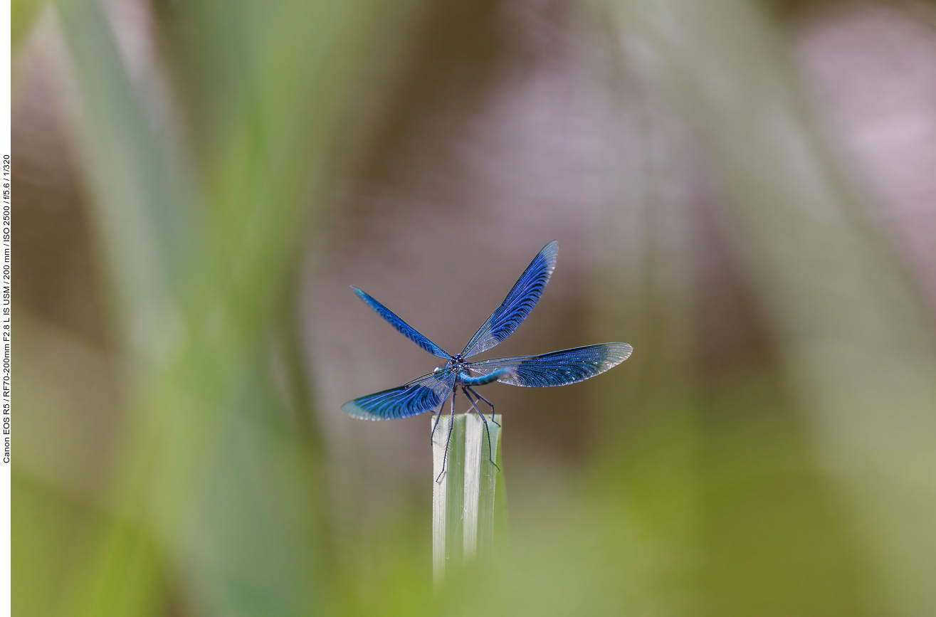 Blauflügel-Prachtlibelle [Calopteryx virgo]