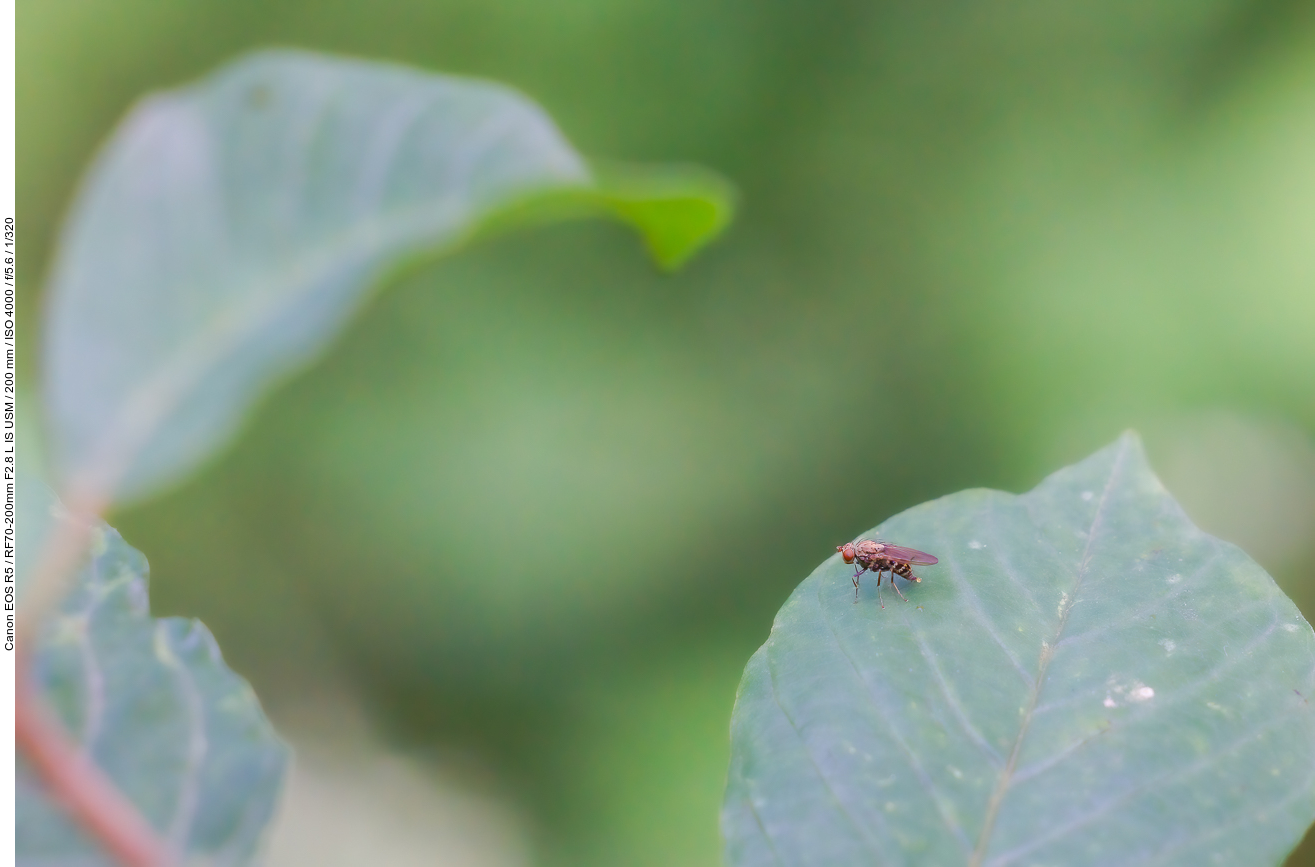 Fliege auf Blatt