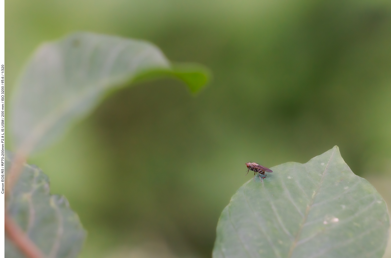 Fliege auf Blatt