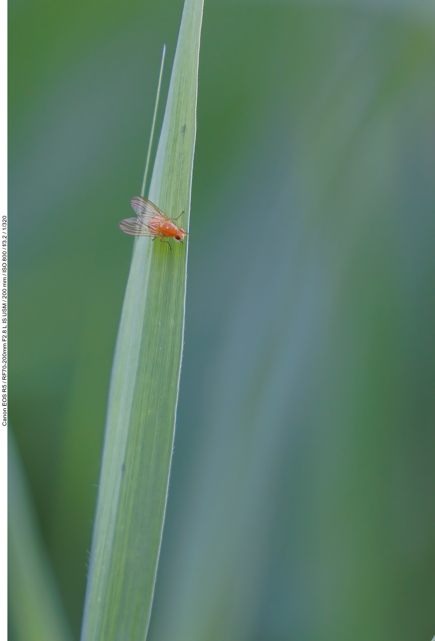 Fliege auf Blatt