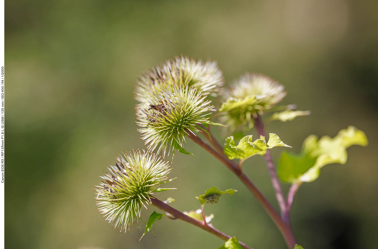 Große Klette [Arctium lappa]