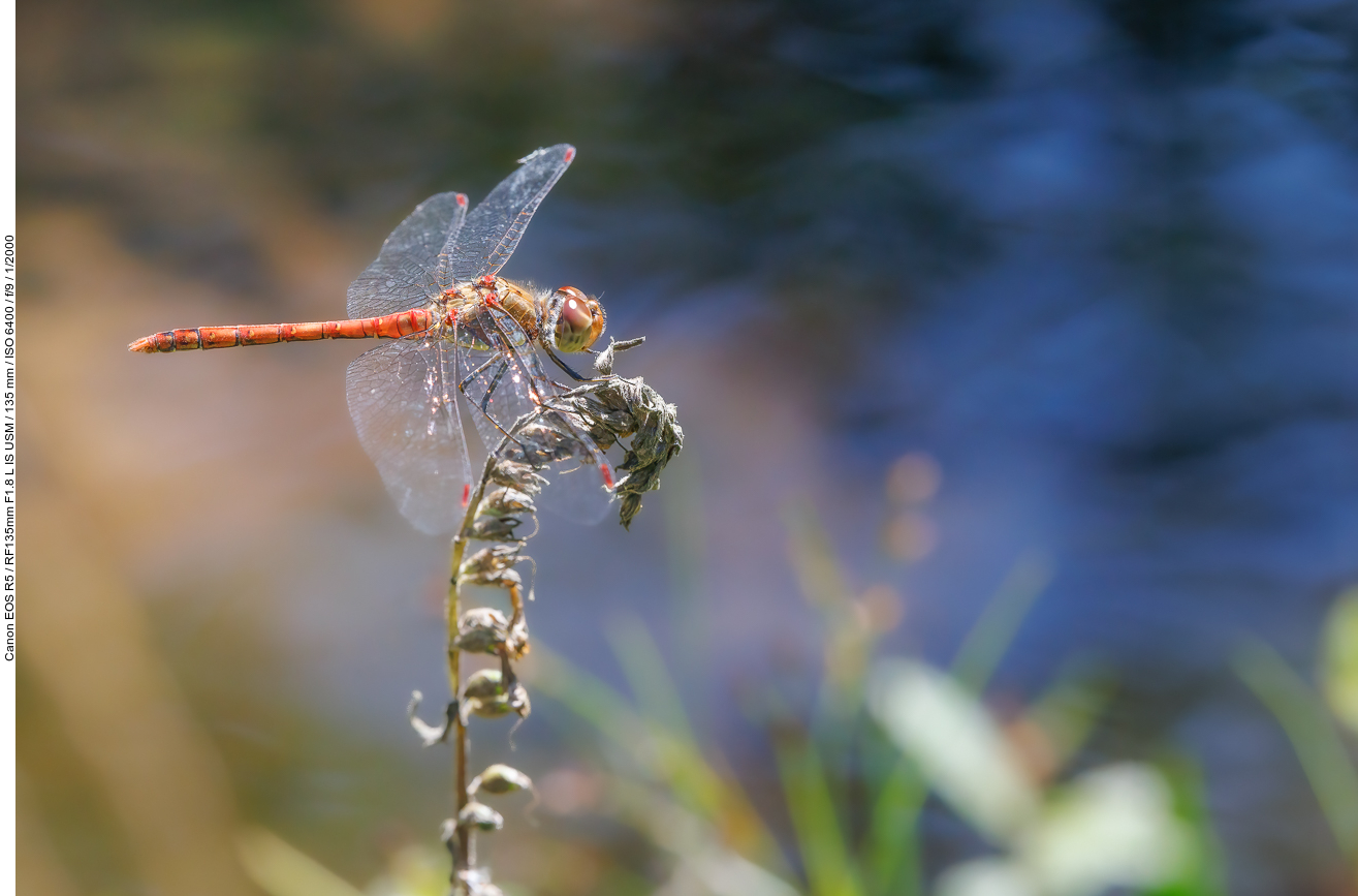 Gebänderte Heidelibelle [Sympetrum pedemontanum]