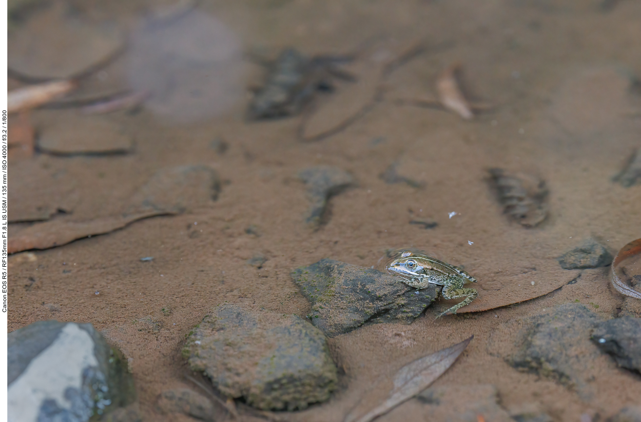 Evtl. ein Kleiner Wasserfrosch [Pelophylax lessonae]